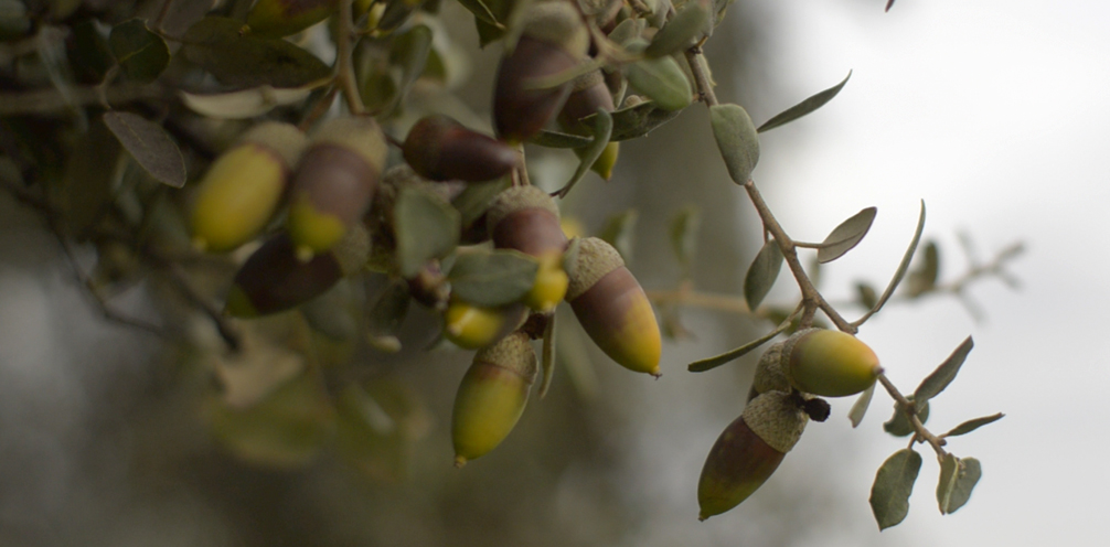 Estremaúra i el&nbsp;Alenteju