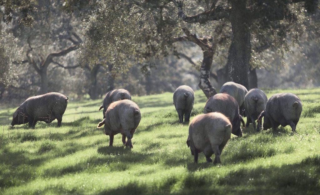 Tras delos passus del&nbsp;puercu